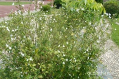 Rhinacanthus nasutus fullplant8.jpg